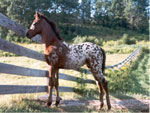 Potrillo Appaloosa