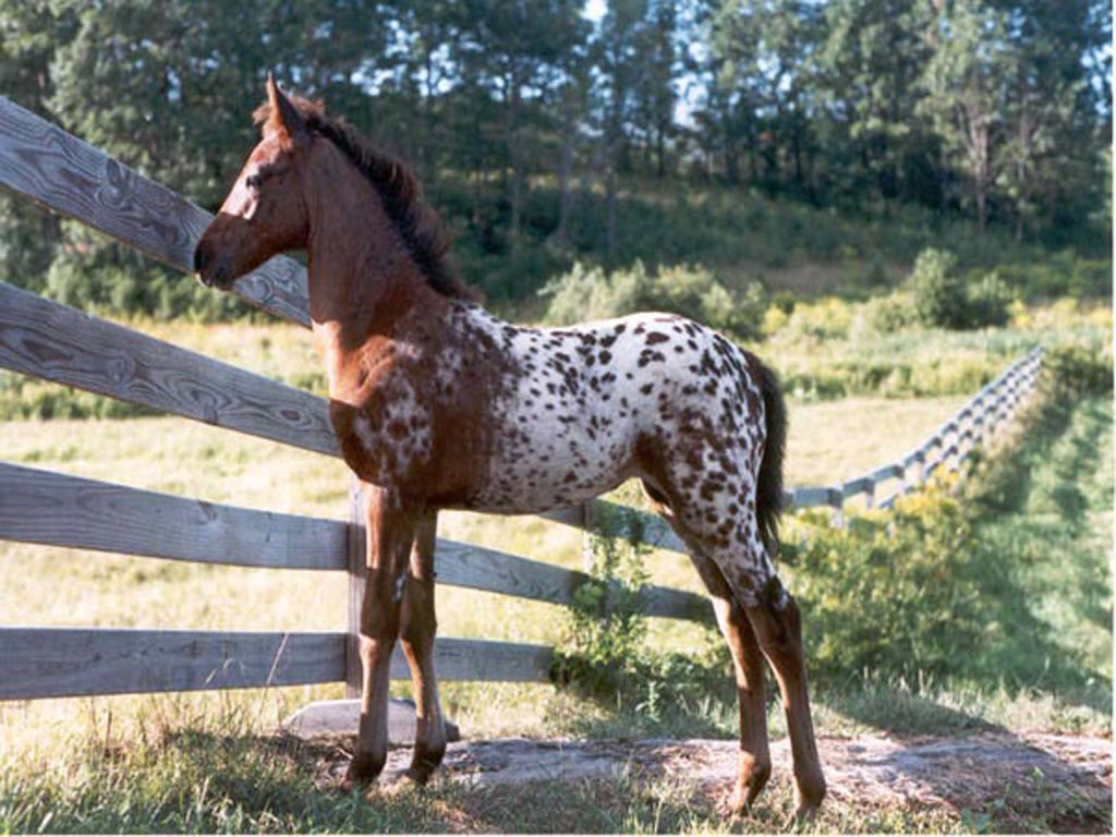 Potrillo Appaloosa