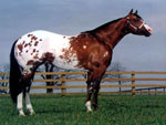 Caballo Appaloosa