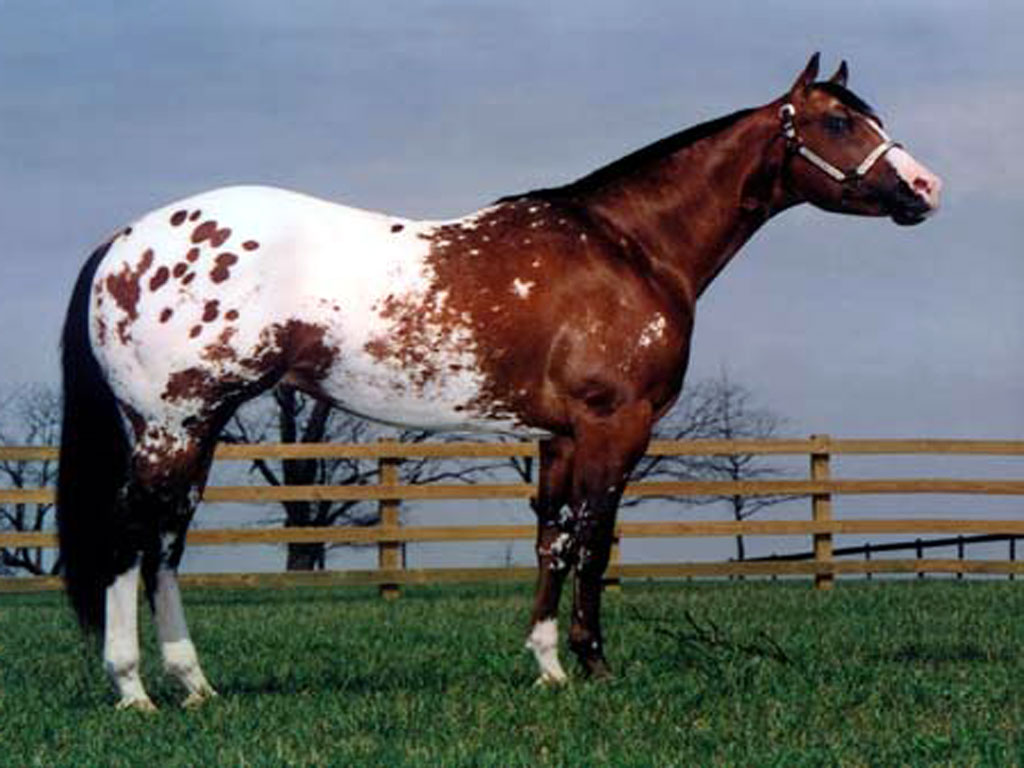 Caballo Appaloosa